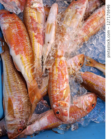 Fresh red mullet fish, known as Mullus barbatus, are displayed on ice at Denia fishing market in Spain, highlighting the region's rich seafood offerings. 127178646