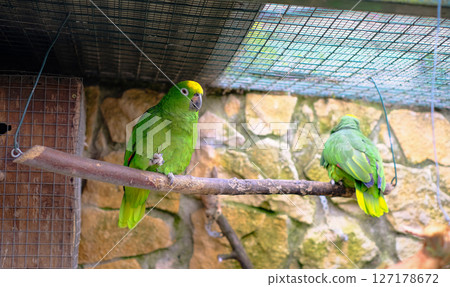 Two green Yellow-headed Amazon parrots perched on a branch inside an aviary 127178672