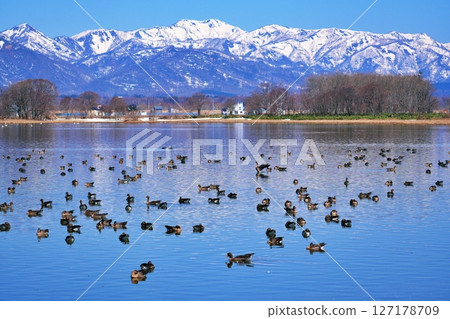 A view of Miyajima-numa, a stopover spot for wild geese 127178709