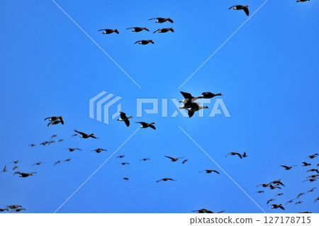 A flock of flying white-fronted geese A flock of flying white-fronted geese 127178715