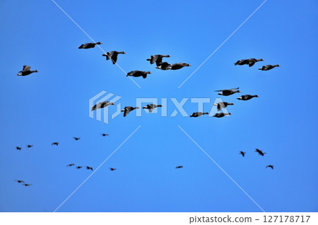 A flock of flying white-fronted geese A flock of flying white-fronted geese 127178717