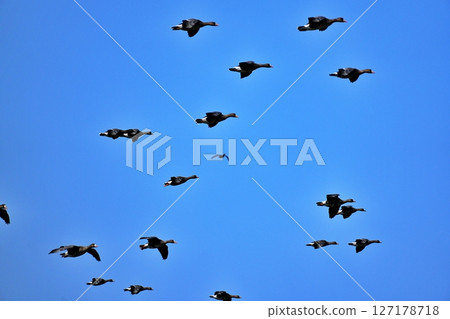 A flock of flying white-fronted geese 127178718