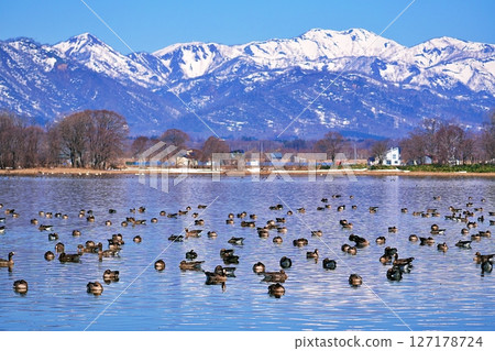 A view of Miyajima-numa, a stopover spot for wild geese A view of Miyajima-numa, a stopover spot for wild geese 127178724