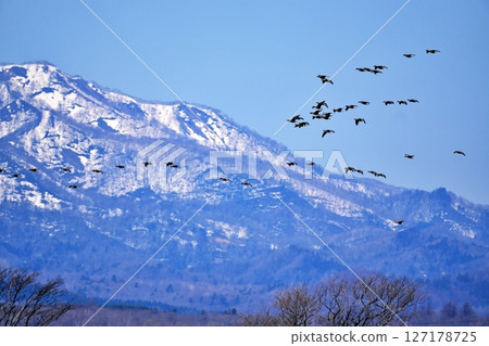 A view of Miyajima-numa, a stopover spot for wild geese 127178725