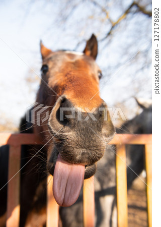 funny portrait of brown horse, selective focus. funny portrait of brown horse, selective focus. 127178802