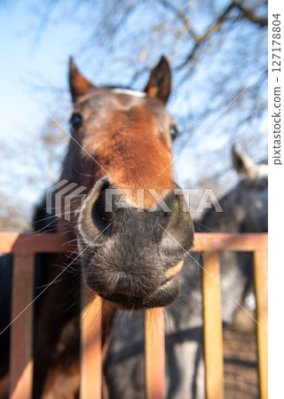 funny portrait of brown horse, selective focus. funny portrait of brown horse, selective focus. 127178804