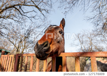 funny portrait of brown horse, selective focus. 127178809