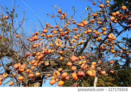 橘子柿子果 127178826