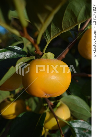Orange persimmon fruit 127178827