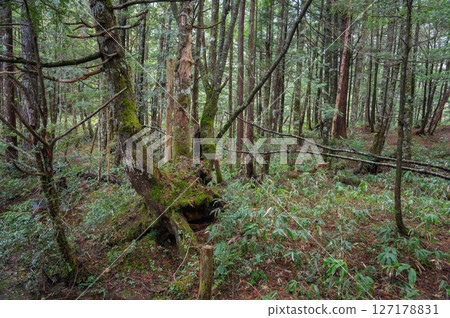 [乘鞍高原]神秘森林[牛留池散步道] 127178831