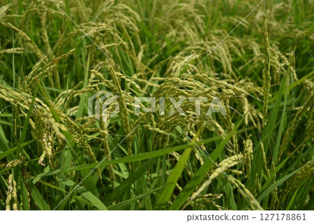 開始施肥的稻穗莊內大米 127178861