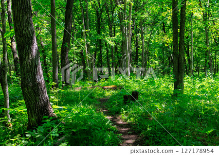 Forest Road 127178954