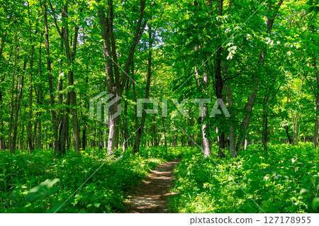 Forest Road 127178955