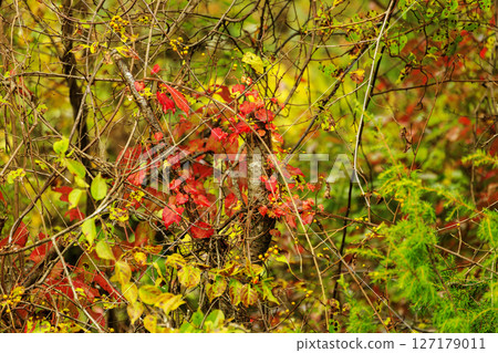 Autumn forest scenery: red and yellow leaves on trees Autumn forest scenery: red and yellow leaves on trees 127179011