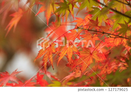 秋季森林風光:楓葉紅綠交織 秋季森林風光:楓葉紅綠交織 127179025