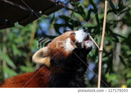 Red Panda Blissful Moment Red Panda Blissful Moment 127179203