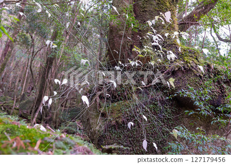 Yakushima Shiratani Unsuikyo Gorge - Colorful blue-flowered jasmine (December) 127179456