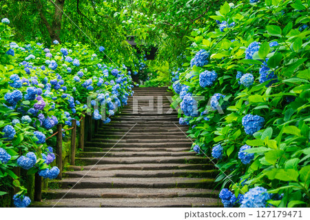 Kamakura City Meigetsu-in temple gate hydrangea 127179471