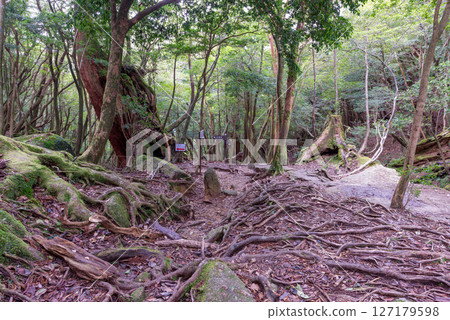 Yakushima Shiratani Unsuikyo Pass with exposed tree roots (December) 127179598