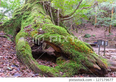 Yakushima Shiratani Unsuikyo Gorge (December) - A Yakusugi stump where a god resides and never decays 127179677