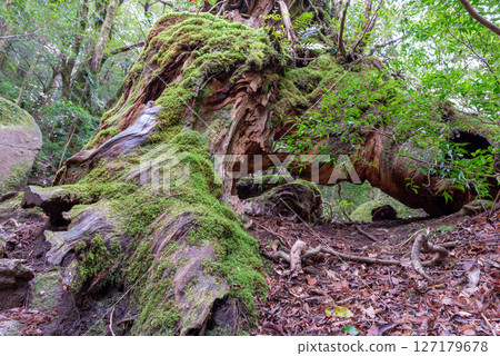 屋久島白谷雲水峽:防腐的屋久杉樹樁(12月) 屋久島白谷雲水峽:防腐的屋久杉樹樁(12月) 127179678