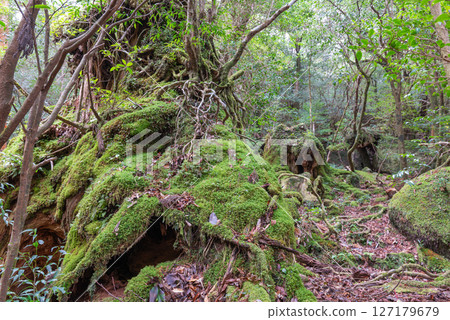 屋久島白谷雲水峽:防腐的屋久杉樹樁(12月) 屋久島白谷雲水峽:防腐的屋久杉樹樁(12月) 127179679