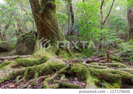 屋久島白谷雲水峽：日本最美的苔蘚森林（十二月 127179680