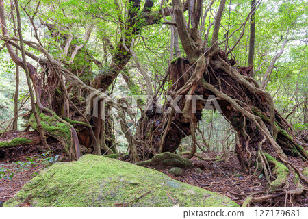屋久島白谷雲水峽:奇形怪狀的樹林(12月 屋久島白谷雲水峽:奇形怪狀的樹林(12月 127179681