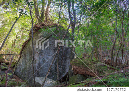 Yakushima, an offshore Alps: Sunlight filtering through the trees and granite where gods reside (December Yakushima, an offshore Alps: Sunlight filtering through the trees and granite where gods reside (December 127179752