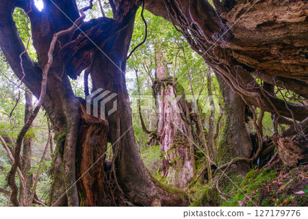 屋久島白谷雲水峽：透過森林窗戶看到的屋久杉樹（12月） 127179776