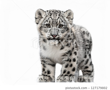雪豹幼崽和白色背景 127179802