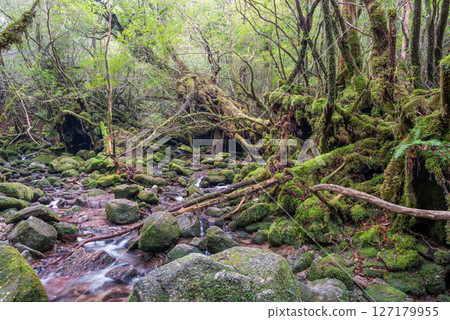Yakushima Shiratani Unsuikyo Forest (December) A mountain stream where gods live and where beautiful moss shines 127179955