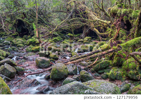 Yakushima Shiratani Unsuikyo Forest (December) A mountain stream where gods live and where beautiful moss shines 127179956