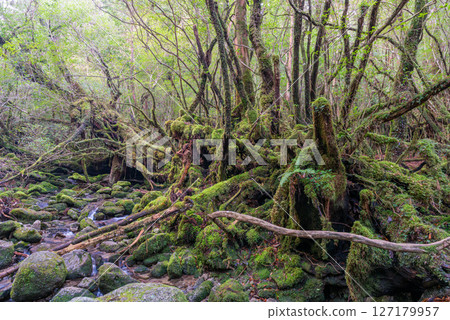 Yakushima Shiratani Unsuikyo Forest (December) A mountain stream where gods live and where beautiful moss shines 127179957