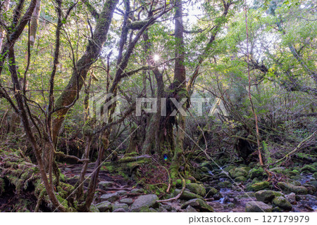 Yakushima Shiratani Unsuikyo Forest (December) A mountain stream where gods live and where beautiful moss shines 127179979