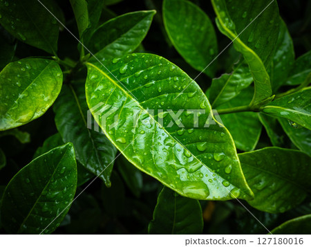 葉子上的水滴，雨季 127180016
