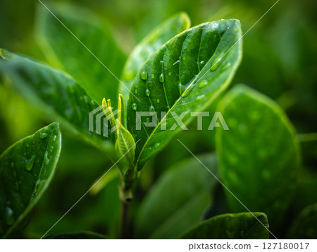 葉子上的水滴,雨季 葉子上的水滴,雨季 127180017