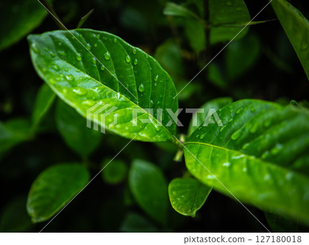 葉子上的水滴，雨季 127180018