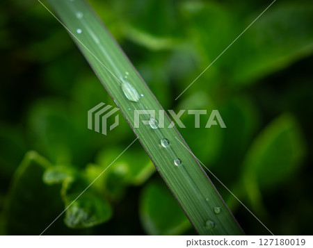 Water droplets on leaves, rainy season 127180019