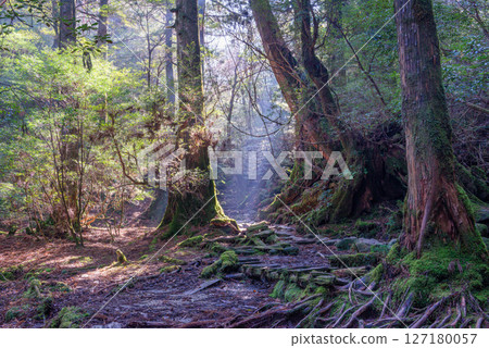 Yakushima Shiratani Unsuikyo Gorge: A forest filled with sunlight filtering through the trees and the gods (January Yakushima Shiratani Unsuikyo Gorge: A forest filled with sunlight filtering through the trees and the gods (January 127180057