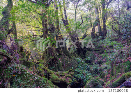 Yakushima Shiratani Unsuikyo Gorge: A forest filled with sunlight filtering through the trees and the gods (January Yakushima Shiratani Unsuikyo Gorge: A forest filled with sunlight filtering through the trees and the gods (January 127180058
