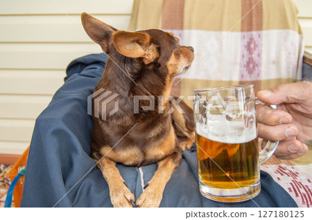 Dwarf pinscher dog, turned away from the beer glass, selective trick Dwarf pinscher dog, turned away from the beer glass, selective trick 127180125