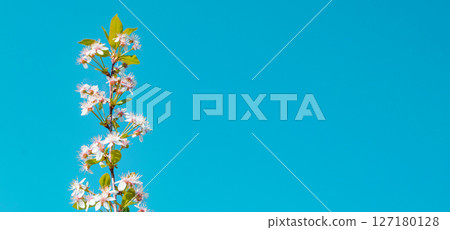 Banner with copy space to the right, a single cherry blossom branch against a blue sky background Banner with copy space to the right, a single cherry blossom branch against a blue sky background 127180128