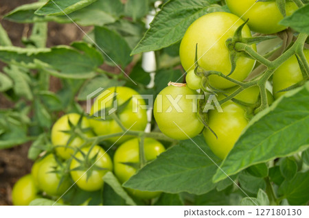 Unripe green tomatoes on a branch, selective focus Unripe green tomatoes on a branch, selective focus 127180130