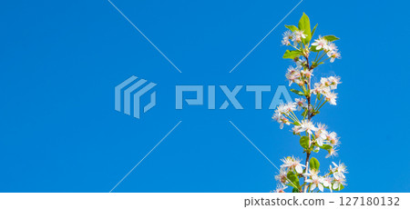 Banner with copy space on the left, a single cherry blossom branch against a blue sky background Banner with copy space on the left, a single cherry blossom branch against a blue sky background 127180132
