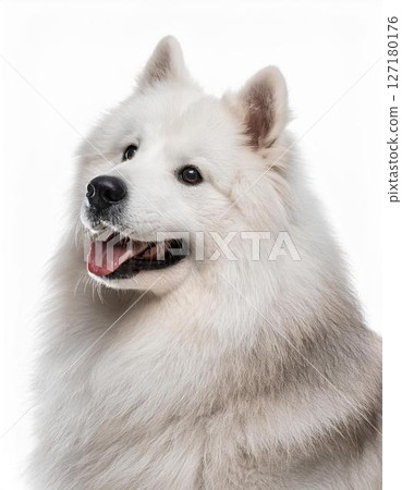Samoyed portrait 127180176