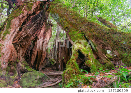 Yakushima Shiratani Unsuikyo Yakusugi stump (December) - a living witness to the island 127180209