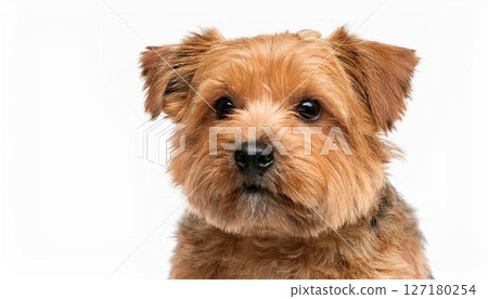 諾福克梗肖像 127180254