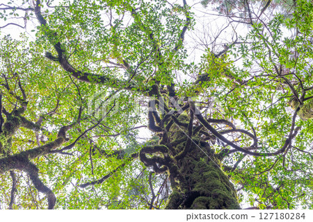 Yakushima Shiratani Unsuikyo Gorge: Mossy trees where gods live (December 127180284
