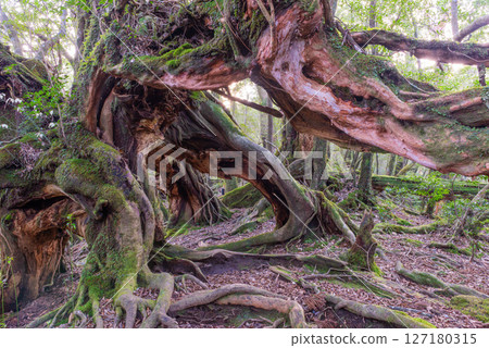 Yakushima Shiratani Unsuikyo Gorge: Giant trees intertwined in a complex pattern (December 127180315